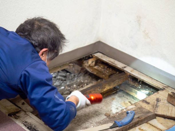 Best Crawl Space Mold Remediation in Bellevue, MI