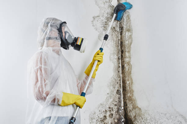 Professional Mold Remediation in Bellevue, MI