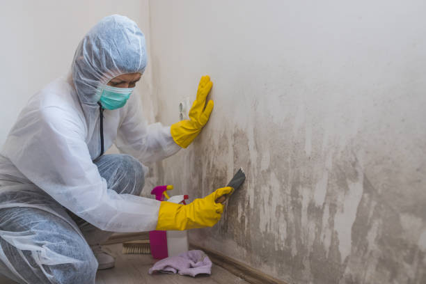 Best Residential Mold Remediation in Bellevue, MI
