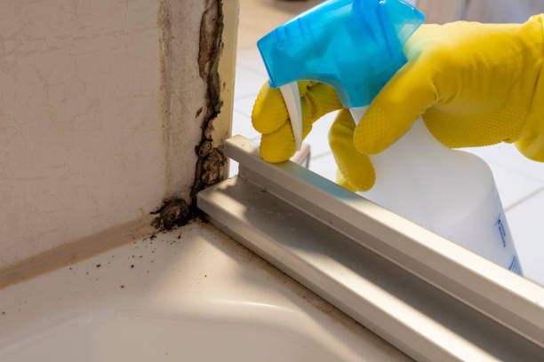 Best HVAC Mold Remediation in Bellevue, MI
