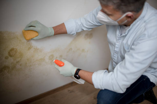 Best Basement Mold Remediation in Bellevue, MI