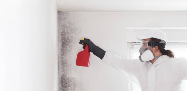 Best Attic Mold Remediation in Bellevue, MI