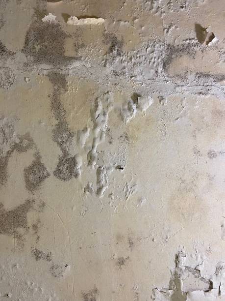 Best Bathroom Mold Remediation in Bellevue, MI