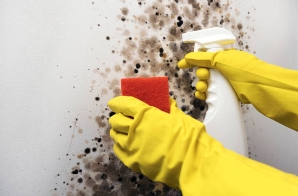 Best Localized Mold Remediation (e.g., coastal areas, humid climates) in Bellevue, MI