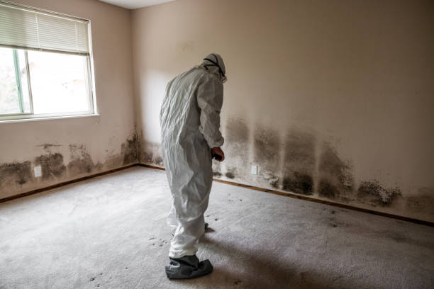Best White Mold Remediation in Bellevue, MI