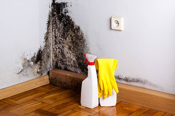 Best Kitchen Mold Remediation in Bellevue, MI