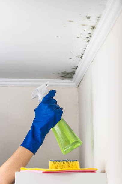 Best Insurance-Related Mold Remediation in Bellevue, MI
